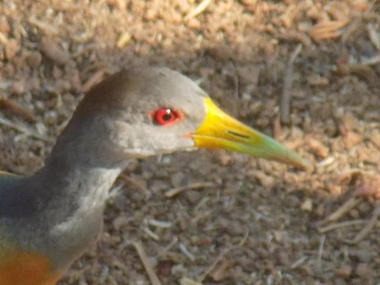 Pousada Fenix Pirenópolis 外观 照片