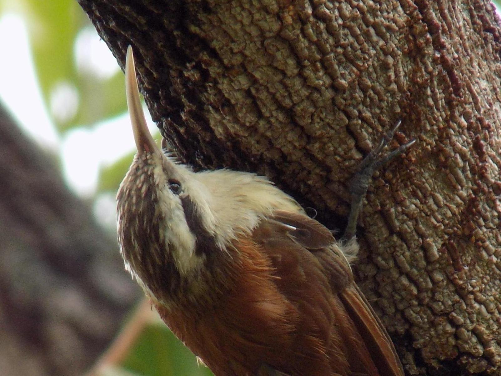 Pousada Fenix Pirenópolis 外观 照片