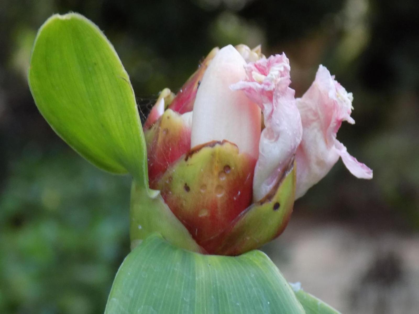 Pousada Fenix Pirenópolis 外观 照片
