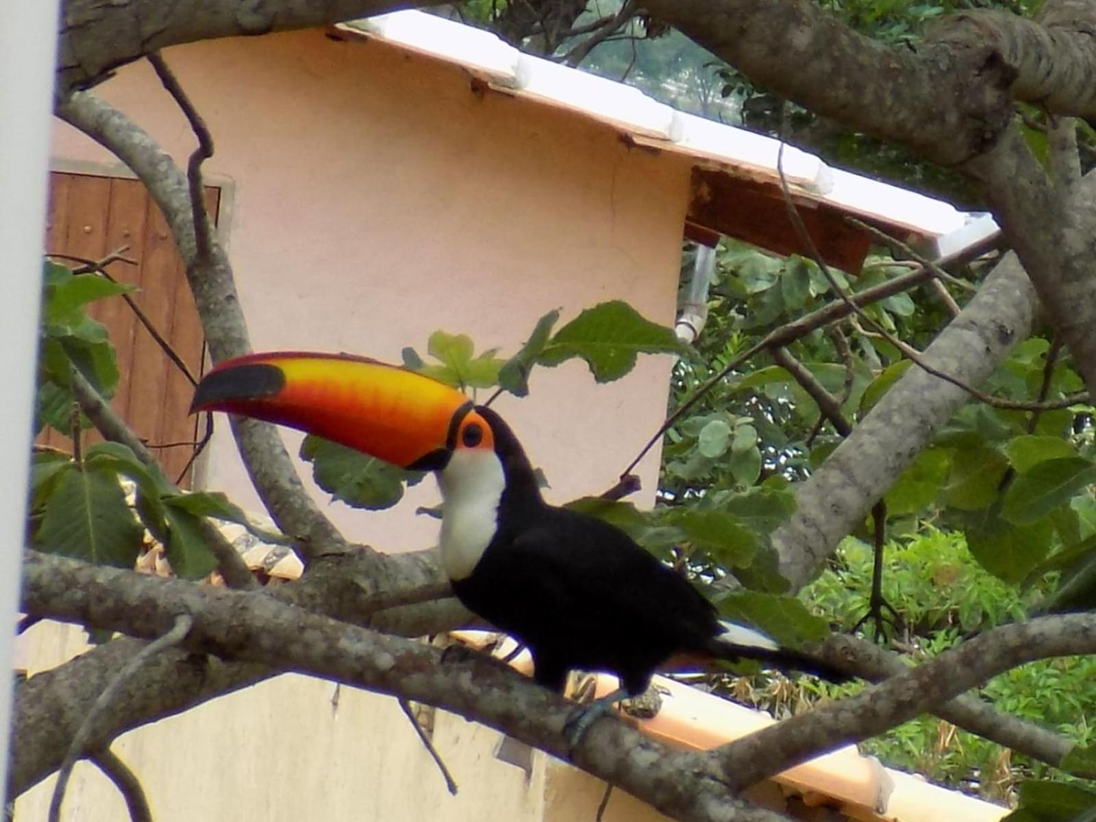 Pousada Fenix Pirenópolis 外观 照片