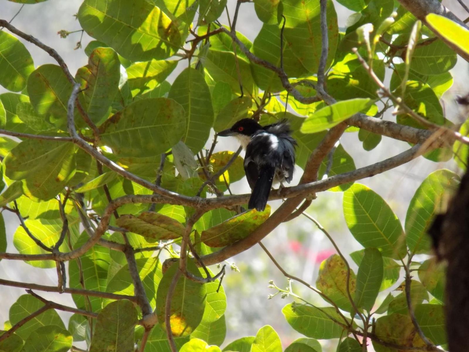 Pousada Fenix Pirenópolis 外观 照片