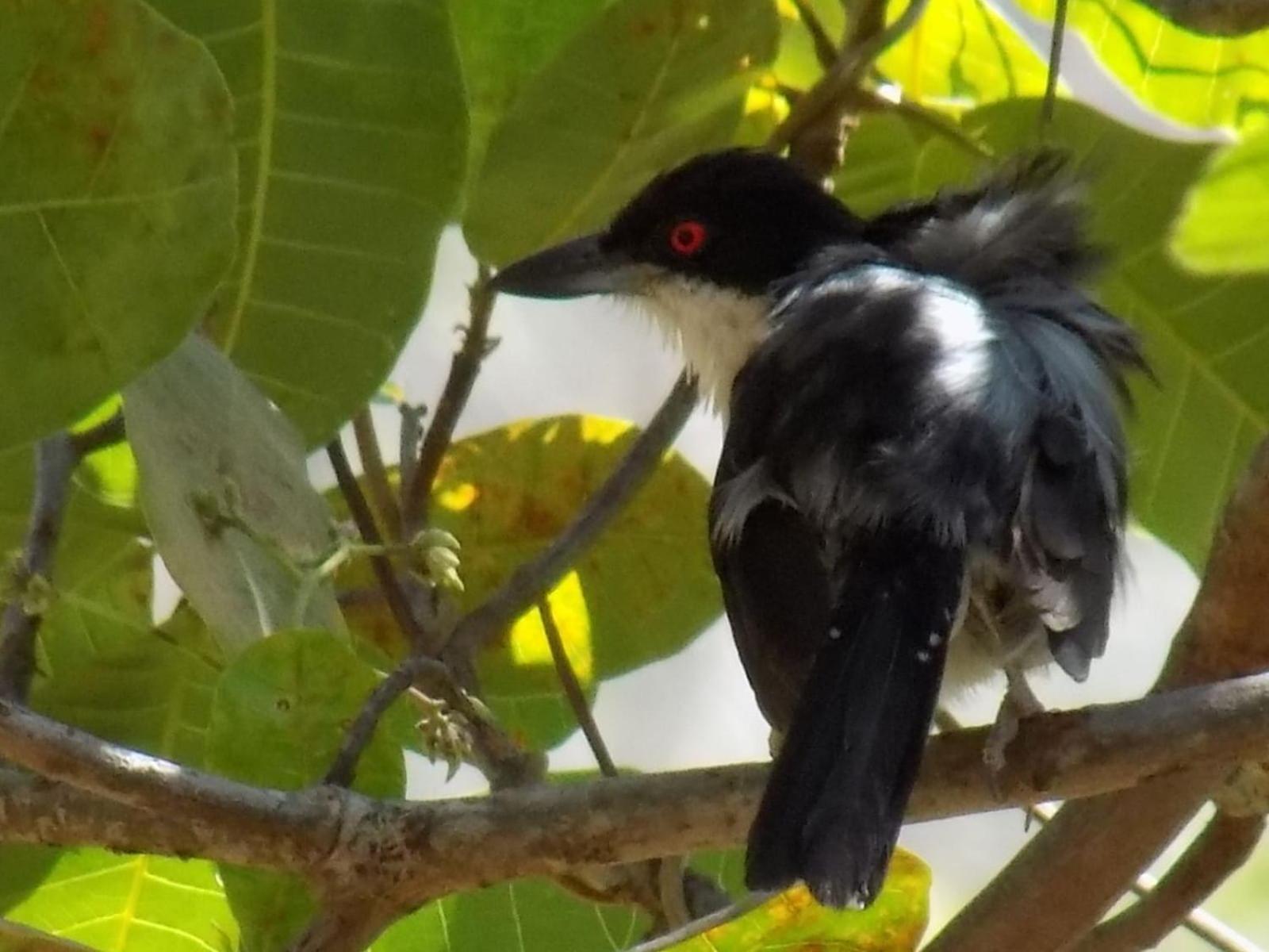 Pousada Fenix Pirenópolis 外观 照片