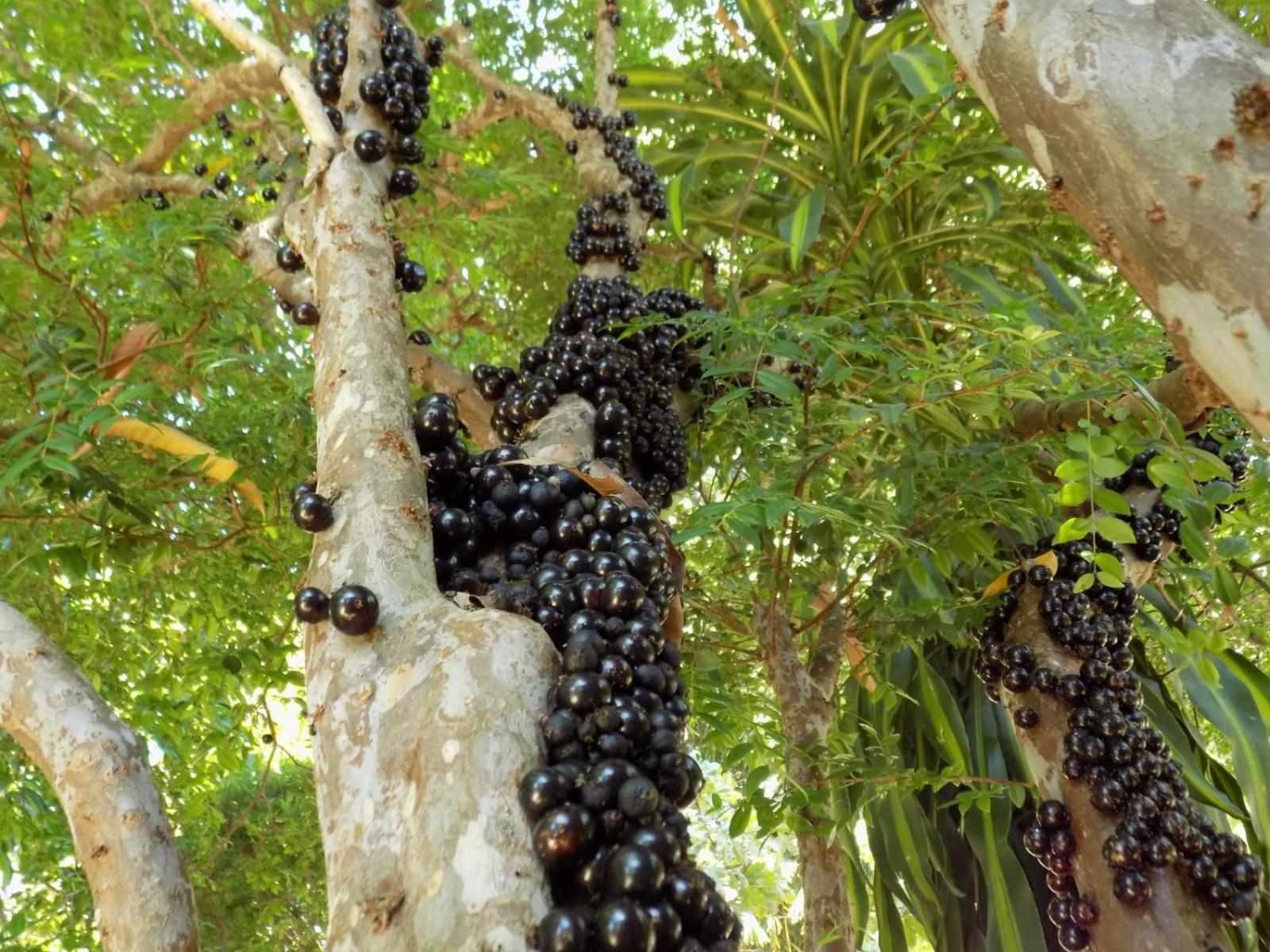Pousada Fenix Pirenópolis 外观 照片