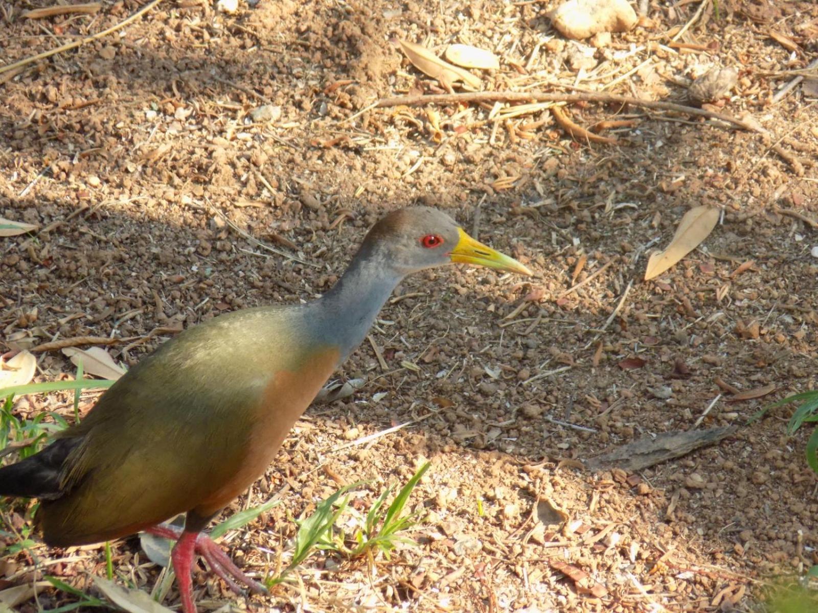 Pousada Fenix Pirenópolis 外观 照片